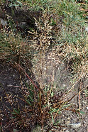 Agrostis stolonifera \ Weies Straugras, F Bonneval-sur-Arc 6.10.2021