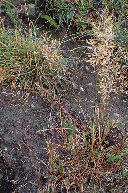 Agrostis stolonifera \ Weißes Straußgras / Creeping Bentgrass, F Bonneval-sur-Arc 6.10.2021