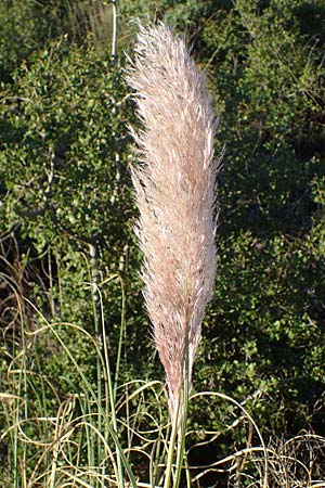 Cortaderia selloana \ Amerikanisches Pampas-Gras / Pampas Grass, F Martigues 8.10.2021