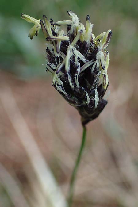 Sesleria caerulea \ Kalk-Blaugras / Moor Grass, F Col de Gleize 29.4.2023