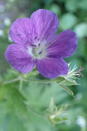 Geranium sylvaticum \ Wald-Storchschnabel / Wood Crane's-Bill, F Pyrenäen/Pyrenees, Canigou 24.7.2018