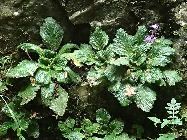 Ramonda myconi \ Pyrenen-Felsenteller / Pyrenean Violet, F Pyrenäen/Pyrenees, Gorges de la Fou 10.8.2018