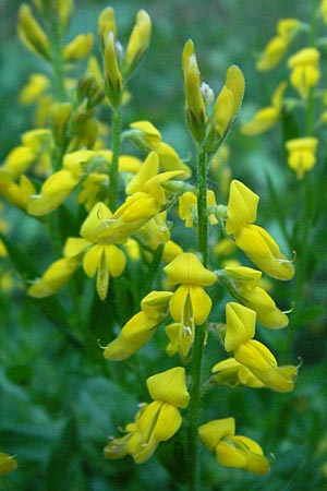 Genista germanica \ Deutscher Ginster / German Broom, F Allevard 11.6.2006