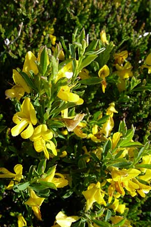 Genista tinctoria / Dyer's Greenweed, F Vosges, Grand Ballon 21.6.2008