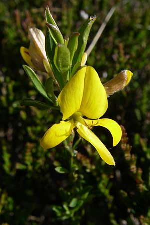 Genista tinctoria \ Frber-Ginster, F Vogesen, Grand Ballon 21.6.2008