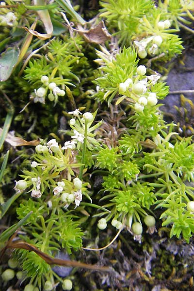 Galium pyrenaicum \ Pyrenen-Labkraut / Pyrenean Bedstraw, F Pyrenäen/Pyrenees, Gourette 25.8.2011