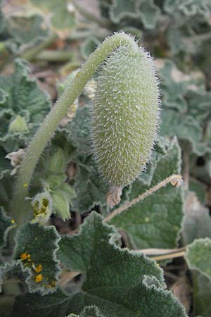 Ecballium elaterium \ Spritz-Gurke / Squirting Cucumber, F Pyrenäen/Pyrenees, Eus 14.8.2006