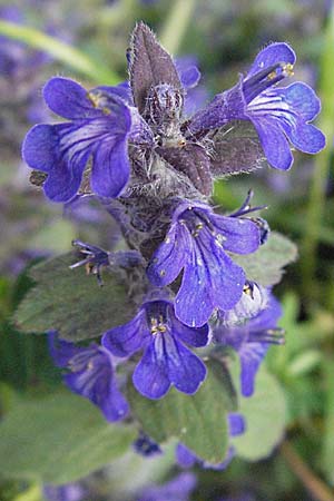 Ajuga genevensis / Blue Bugle, F Dept. Aveyron,  Tiergues 15.5.2007