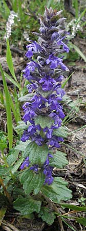 Ajuga genevensis / Blue Bugle, F Severac-le-Chateau 16.5.2007