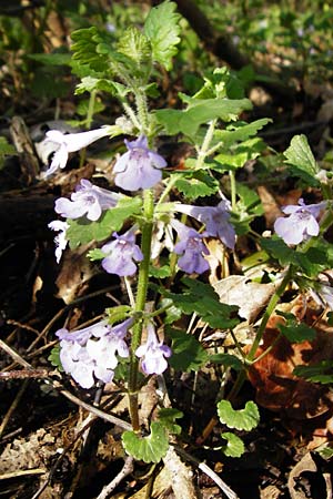 Glechoma hederacea \ Gundermann, Gundelrebe / Ground-Ivy, F Mussig 18.4.2015