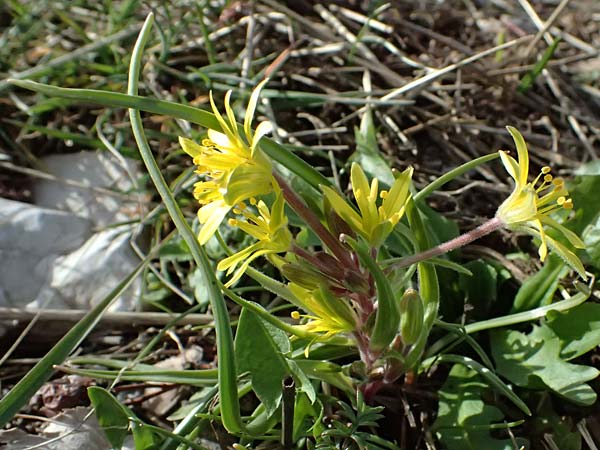 Gagea villosa / Hairy Star of Bethlehem, F Col de Gleize 14.3.2024