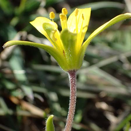 Gagea villosa \ Acker-Gelbstern, F Col de Gleize 14.3.2024