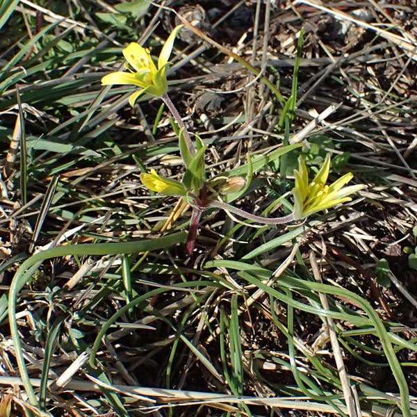 Gagea villosa / Hairy Star of Bethlehem, F Col de Gleize 14.3.2024