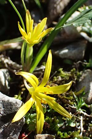 Gagea pratensis \ Wiesen-Gelbstern, F Luberon bei Robion 16.3.2024