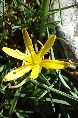 Gagea pratensis \ Wiesen-Gelbstern, F Luberon bei Robion 16.3.2024