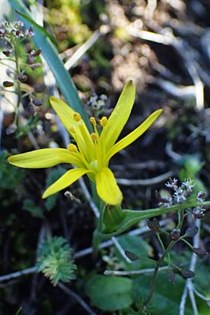 Gagea pratensis \ Wiesen-Gelbstern, F Luberon bei Robion 16.3.2024