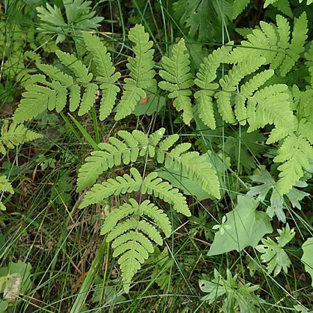 Gymnocarpium dryopteris \ Eichenfarn / Oak Fern, F Pyrenäen/Pyrenees, Canigou 24.7.2018