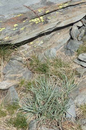 Helictotrichon sedenense / Seyne Oat Grass, F Pyrenees, Puigmal 1.8.2018