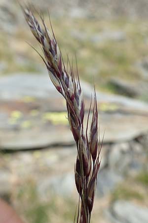 Helictotrichon sedenense / Seyne Oat Grass, F Pyrenees, Puigmal 1.8.2018