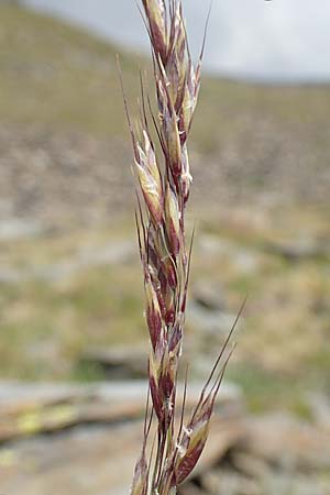 Helictotrichon sedenense \ Seyne-Wiesenhafer / Seyne Oat Grass, F Pyrenäen/Pyrenees, Puigmal 1.8.2018