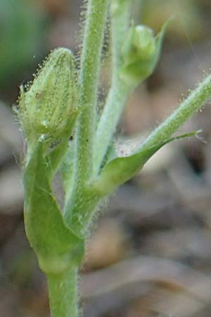 Hieracium lawsonii \ Lawsons Habichtskraut / Lawson's Hawkweed, F Pyrenäen/Pyrenees, La Trinite 26.7.2018