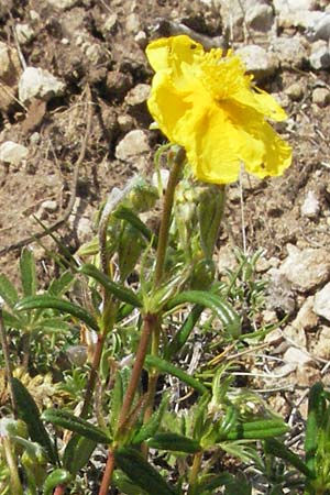 Helianthemum nummularium \ Kleinblttriges Sonnenrschen / Common Rock-Rose, F Severac-le-Chateau 8.6.2006