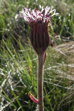 Homogyne alpina \ Alpen-Brandlattich, Grner Alpenlattich / Purple Colt's-Foot, Alpine Colt's-Foot, F Allevard 11.6.2006