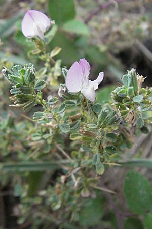 Ononis spinosa subsp. antiquorum \ Vieldornige Hauhechel, F Pyrenäen, Eus 14.8.2006