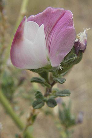 Ononis spinosa subsp. antiquorum \ Vieldornige Hauhechel / Thorny Restharrow, Prickly Restharrow, F Pyrenäen/Pyrenees, Eus 14.8.2006