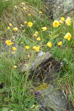 Hieracium bifidum / Hawkweed, F Col de la Bonette 8.7.2016