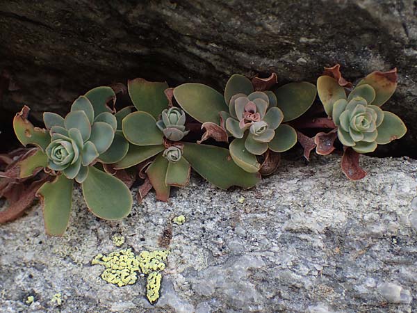 Hylotelephium anacampseros \ Rundblttrige Waldfetthenne / Evergreen Witch's Moneybags, F Bonneval-sur-Arc 6.10.2021