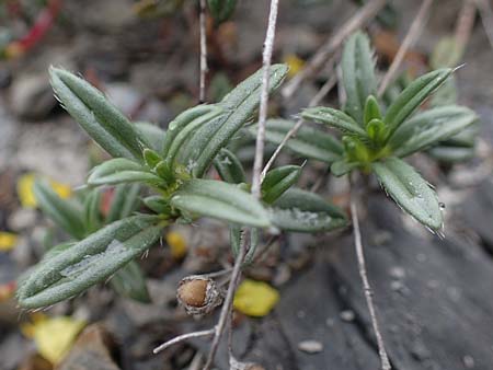 Helianthemum alpestre \ Alpen-Sonnenrschen, F Savines-le-Lac 29.4.2023