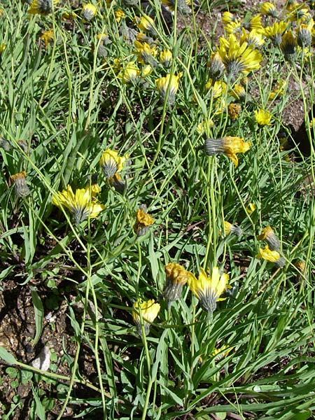 Hieracium bupleuroides \ Hasenohr-Habichtskraut, Durchwachs-Habichtskraut, F Vogesen, Botan. Gar.  Haut Chitelet 5.8.2008