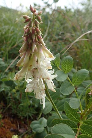 Hedysarum boutignyanum \ Boutigny-Sklee / Boutigny's Sweetvetch, F Col de la Bonette 8.7.2016