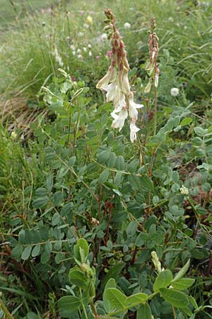 Hedysarum boutignyanum \ Boutigny-Sklee / Boutigny's Sweetvetch, F Col de la Bonette 8.7.2016