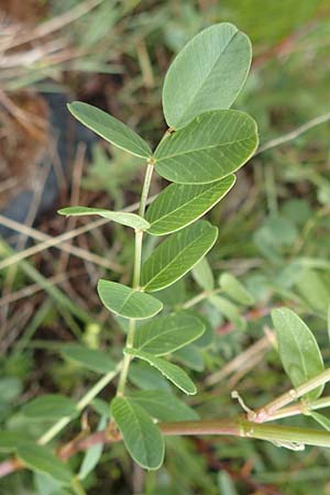 Hedysarum boutignyanum \ Boutigny-Sklee / Boutigny's Sweetvetch, F Col de la Bonette 8.7.2016