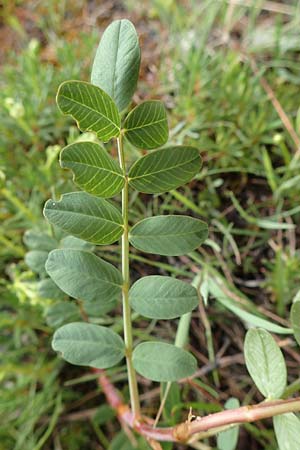 Hedysarum boutignyanum \ Boutigny-Sklee / Boutigny's Sweetvetch, F Col de la Bonette 8.7.2016