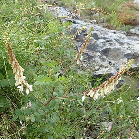 Hedysarum boutignyanum \ Boutigny-Sklee / Boutigny's Sweetvetch, F Col de la Bonette 8.7.2016