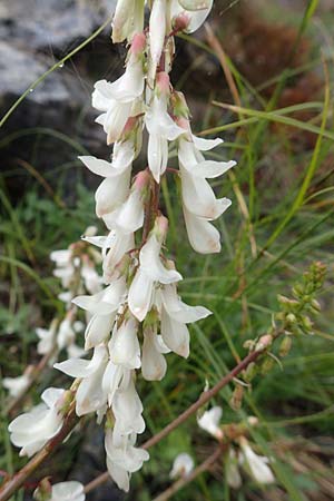 Hedysarum boutignyanum \ Boutigny-Sklee / Boutigny's Sweetvetch, F Col de la Bonette 8.7.2016