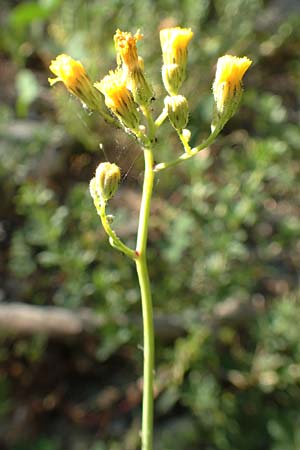 Hieracium bauhini \ Ungarisches Habichtskraut / Bauhin's Hawkweed, F Barcelonnette 9.7.2016