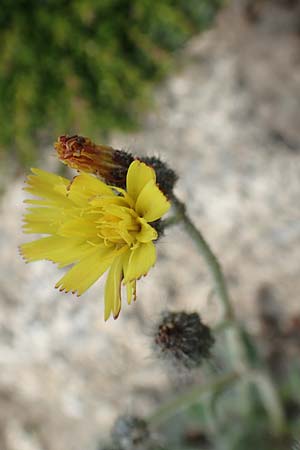 Hieracium breviscapum \ Kurzschaft-Habichtskraut, F Pyrenäen, Mont Llaret 31.7.2018