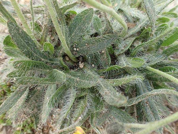 Hieracium breviscapum \ Kurzschaft-Habichtskraut, F Pyrenäen, Mont Llaret 31.7.2018