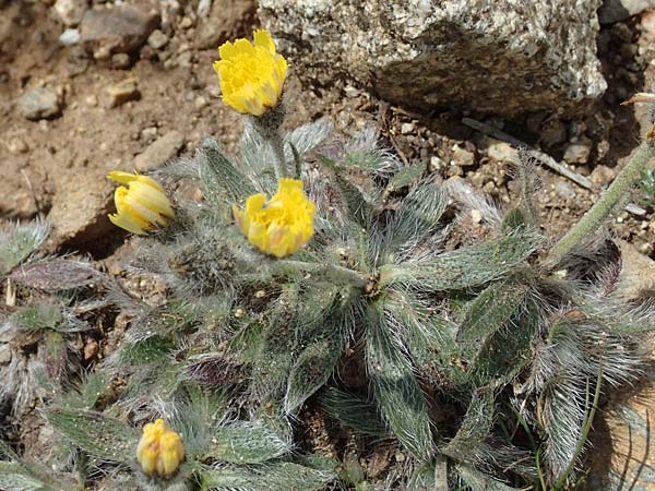 Hieracium breviscapum \ Kurzschaft-Habichtskraut, F Pyrenäen, Mont Llaret 31.7.2018