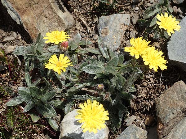 Hieracium breviscapum \ Kurzschaft-Habichtskraut, F Pyrenäen, Puigmal 1.8.2018