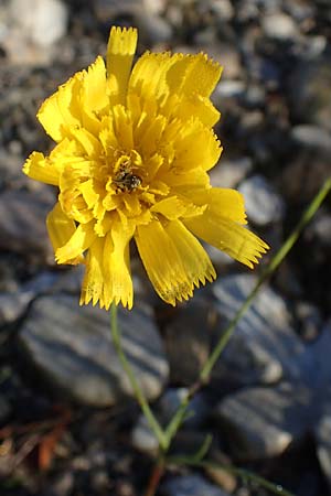 Hieracium bupleuroides \ Hasenohr-Habichtskraut, Durchwachs-Habichtskraut, F La Cluse 9.10.2021