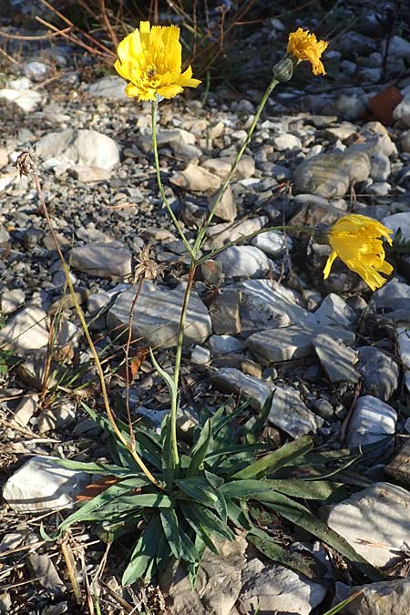 Hieracium bupleuroides \ Hasenohr-Habichtskraut, Durchwachs-Habichtskraut, F La Cluse 9.10.2021