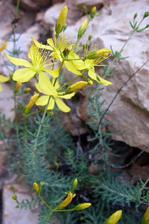 Hypericum coris \ Nadel-Johanniskraut, Quirlblttriges Johanniskraut, F Grand Canyon du Verdon 23.6.2008