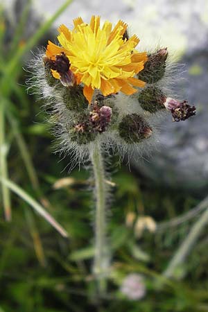 Hieracium caespitosum \ Wiesen-Habichtskraut / Yellow Fox and Cubs, F Col de la Bonette 8.7.2016