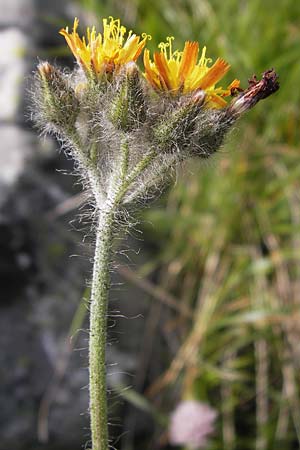 Hieracium caespitosum \ Wiesen-Habichtskraut / Yellow Fox and Cubs, F Col de la Bonette 8.7.2016