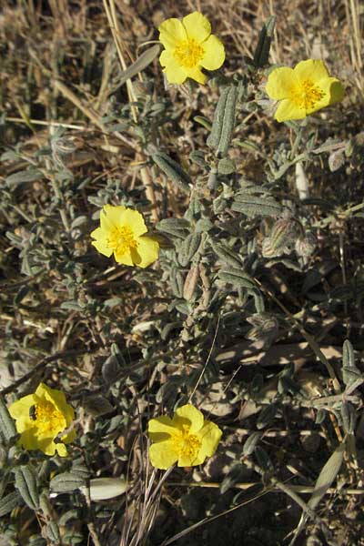 Helianthemum canum \ Graues Sonnenrschen / Hoary Rock-Rose, F Mouries 9.6.2006